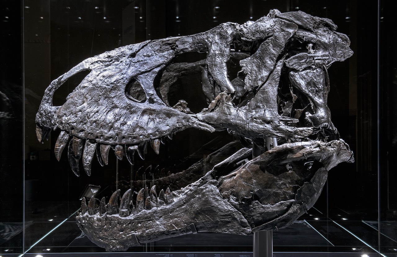 Schädel des T. Rex Tristan Otto, der im Museum für Naturkunde in Berlin ausgestellt und erforscht wird. (Foto: Carola Radke/MfN)