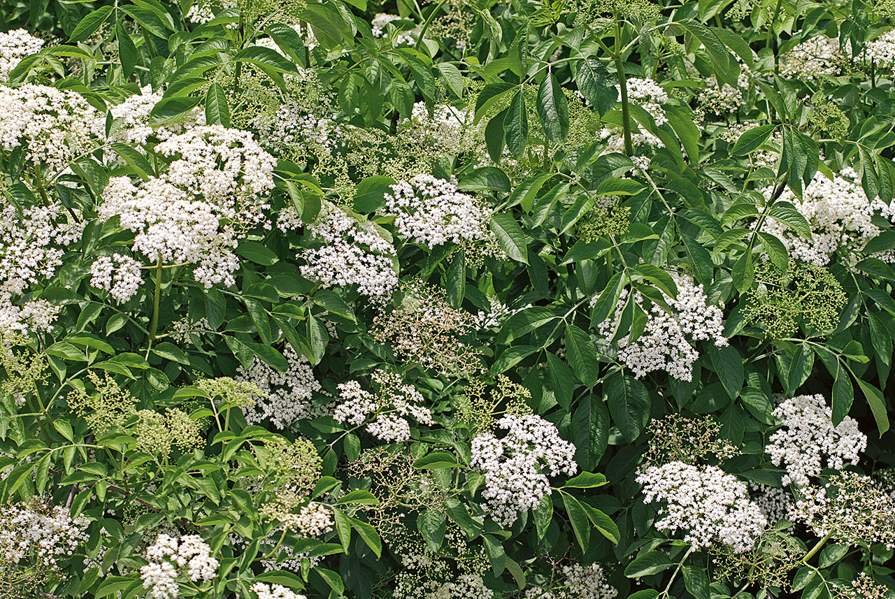 Abb. 2 Holunderblüten. Die Blüten für den Tee können in Mai und Juni geerntet werden.