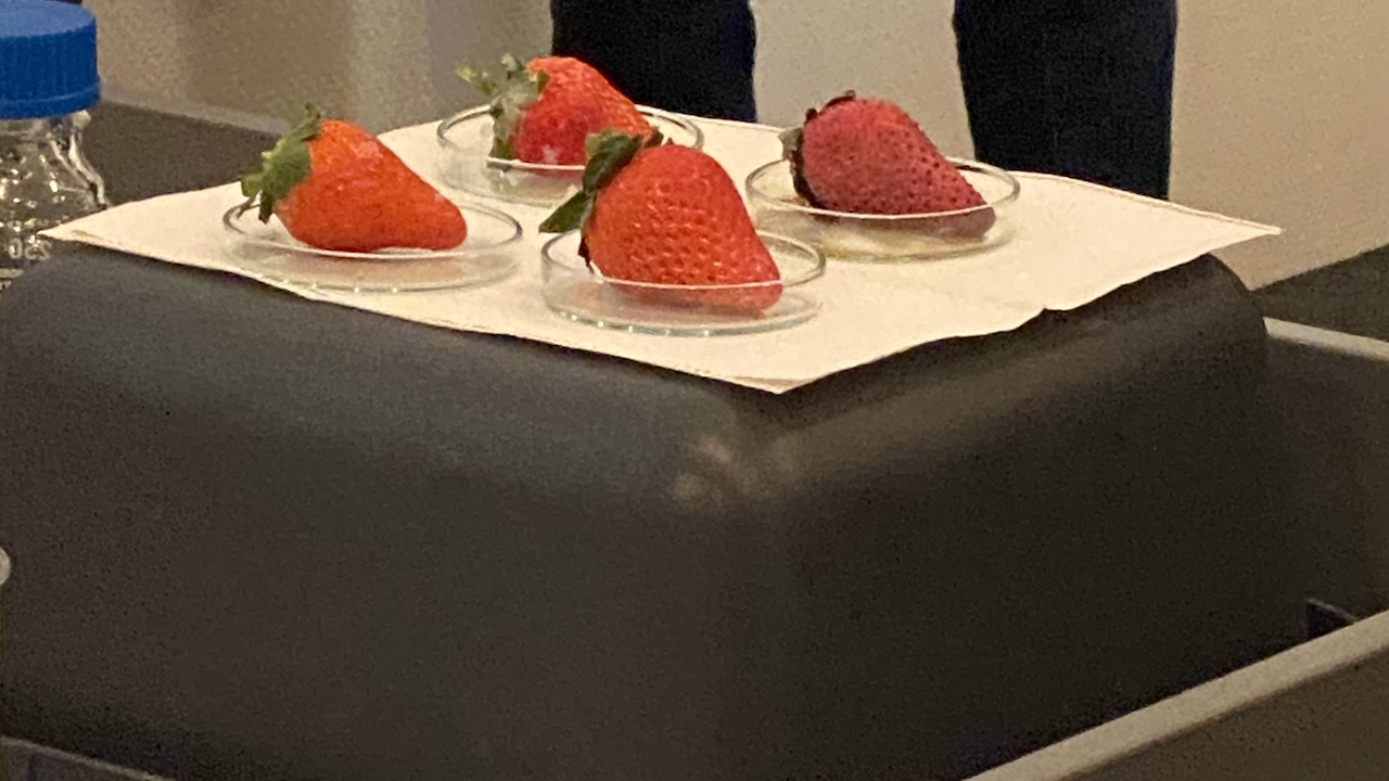 Die Erdbeeren nach dem Bad in der Zahnpasta-Suspension: Vorne die bereits einen Tag alten Früchte, hinten die auf der Pressekonferenz präparierten Früchte. Immer links die Früchte aus der Meridol-Suspension.