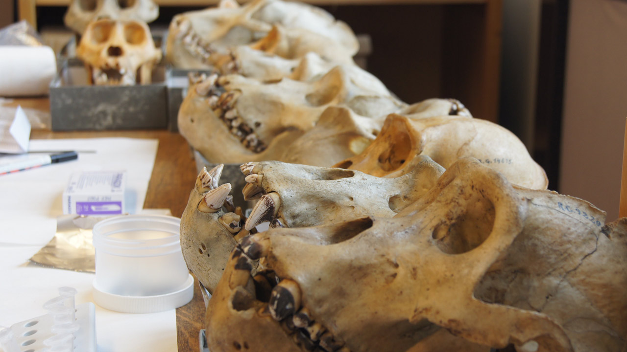 Abb. 3 Schädel östlicher Flachlandgorillas (auch Grauer Gorilla) im königlichen Museum für Zentralafrika in Tervuren (Belgien), die typische Zahnsteinablagerungen auf den Zähnen zeigen. Die dunkle Färbung der Ablagerungen ist wahrscheinlich eine Folge der pflanzlichen Ernährung.