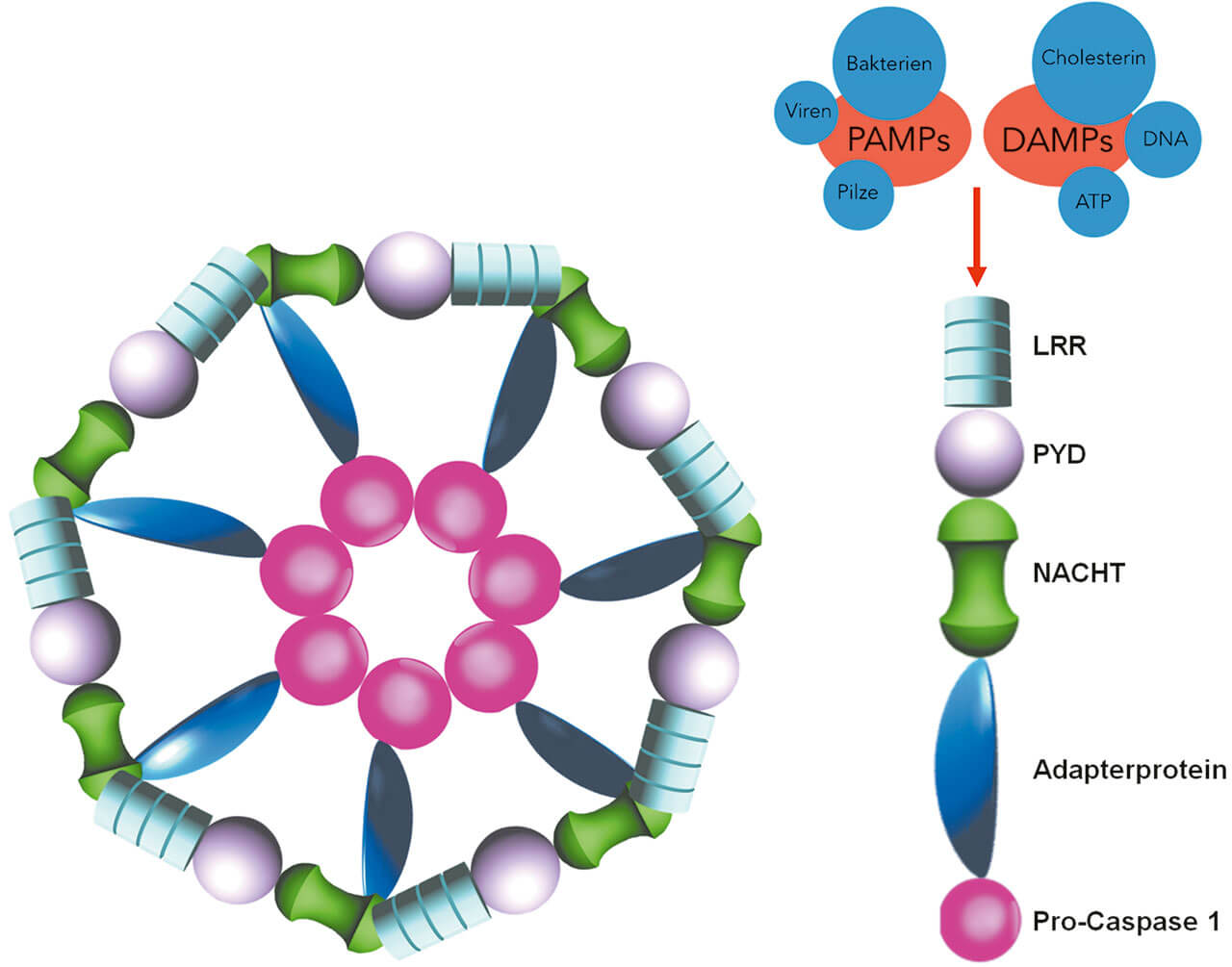 Abb. 1 Das NLRP3-Inflammasom (links) besteht aus 3 Hauptteilen (rechts): einem Sensorkomplex, einem Adapterprotein und einer Pro-Caspase-1. Der Sensorkomplex besteht wiederum aus 3 Teilen: einer LRR („Nucleotide-binding domain, leucine-rich repeat“), einer PYD („Pyrin domain“) und NACHT. Der Sensorkomplex bestimmt dabei die Struktur und Funktion des Inflammasoms. Die Aktivierung des NLRP3-Inflammasoms erfolgt durch pathogenassoziierte molekulare Muster (PAMPs) oder gefahrassoziierte molekulare Muster (DAMPs). (Quelle: Modifiziert nach Abais et al.[4] und Davis et al.[5]). NLR: „Nucleotide-binding oligomerization domain(NOD)-like“-Rezeptor; NLRP3: „NLR containing pyrin domain”-3. NACHT: Akronym aus NAIP („Neuronal apoptosis inhibitor protein“), C2TA („Class 2 transcription activator of the major histocompatibility complex“), HET-E („Heterokaryon incompatibility“) und TP1 („Telomerase-associated protein 1“).