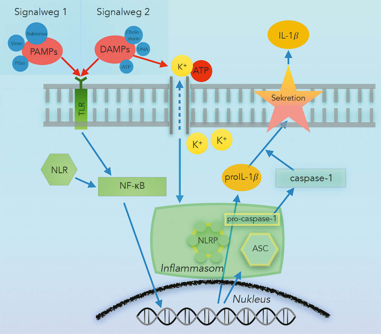Abb. 2 Produktion von Interleukin-1β (IL-1β): Der Entzündungsprozess kommt durch verschiedene pathogenassoziierte molekulare Muster (PAMPs) oder gefahrassoziierte molekulare Muster (DAMPs) in Gang. Diese werden durch „Toll-like“ Rezeptoren (TLR) und „NOD-like“-Rezeptoren (NLR) detektiert. Extrazelluläres Adenosintriphosphat (ATP) führt zu einem Kaliumionen-Efflux (K+). Durch diese Signale werden über den „Nuclear factor kappa B“ (NF-κB) im Nukleus die Produktion von proinflammatorischen Vorläuferzytokinen (proIL-1β) und der Aufbau eines Inflammasoms angeregt. Das Inflammasom kann über die aktivierte Caspase-1 proIL-1β in biologisch aktives IL-1β umwandeln. IL-1β wird aus der Zelle freigesetzt und führt zu einer Immunreaktion. (Quelle: Modifiziert nach Shibata13.). ASC: „Apoptosis-associated speck-like protein containing a caspase-recruitment domain“.