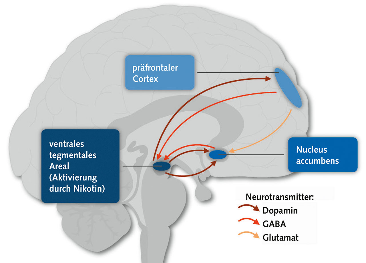 Abb. 7 Wirkung von Niko­tin im Gehirn bei der Entstehung der Abhängigkeit. Nikotin bindet an Niko­tin­rezeptoren im ventralen tegmentalen Areal (VTA). Dadurch wird Dopamin im Nucleus accumbens (NA) freigesetzt; dies ist ein entscheidender Schritt bei der Entstehung der Abhängigkeit. Neuronen aus anderen Hirnbereichen regulieren mithilfe von GABA und Glutamat die Dopaminfreisetzung im NA.