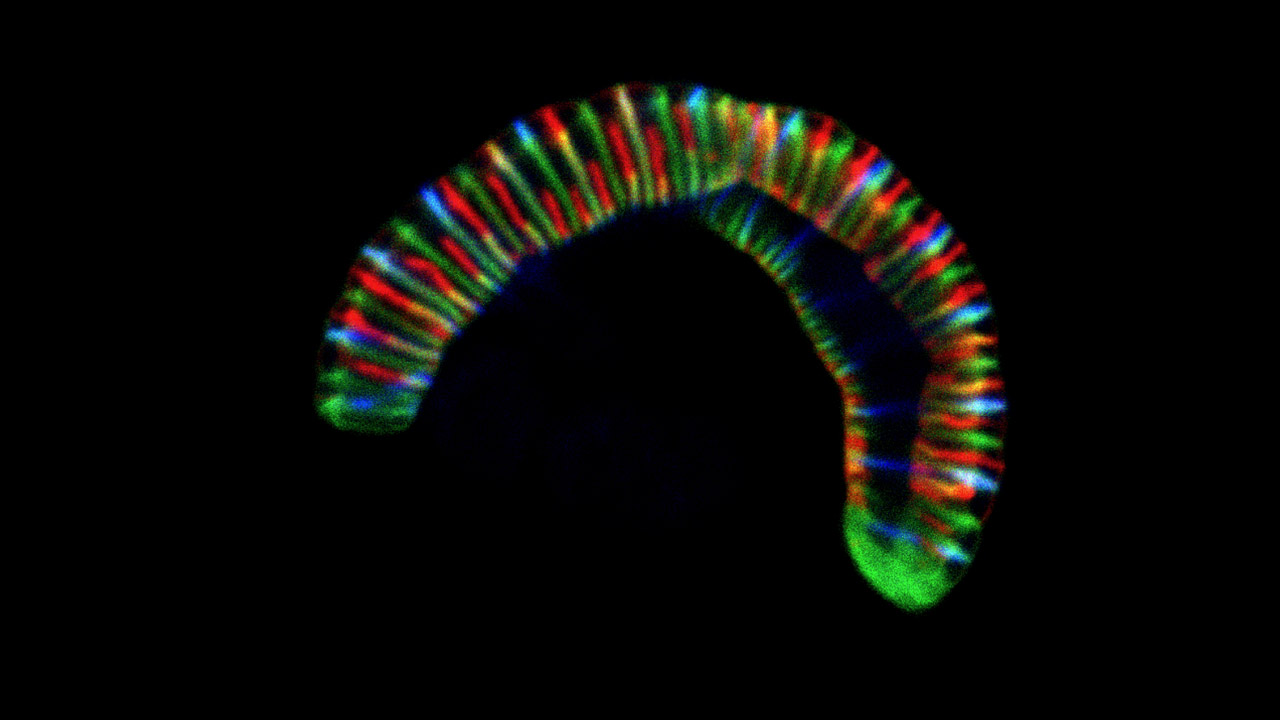 Konfokales Mikroskopbild des bis zu 7 µm langen raupenartigen Bakteriums Conchiformibius steedae, das mit fluoreszenzmarkierten Zellwandvorläufern inkubiert wurde, um sein Zellwachstum zu verfolgen. Bild: Philipp Weber und Silvia Bulgheresi