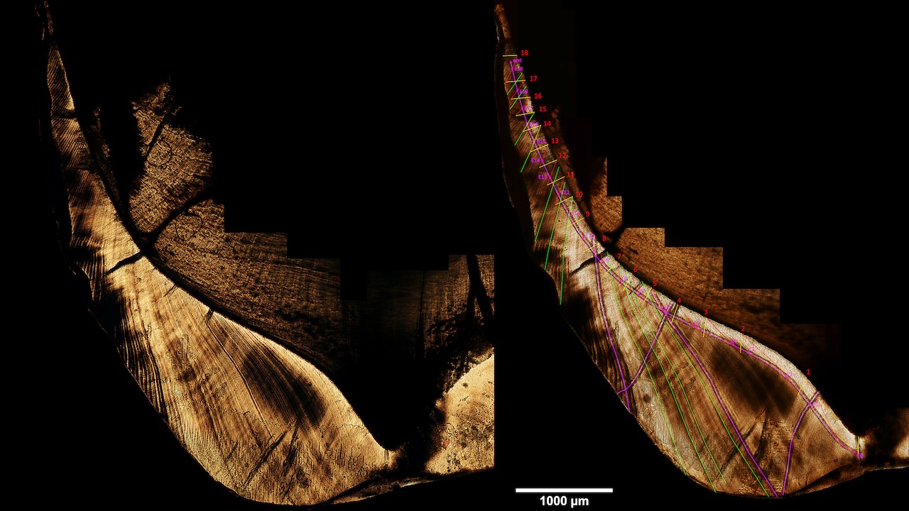 Mikroskopisches Bild eines Orang-Utan-Zahn-Dünnschliffs, in dem die interne Wachstumsstruktur des Zahnschmelzes sehr gut erkennbar ist. Im rechten Bild sind die unterschiedlichen Laser-Ablations-Pfade in pink, einzelne Retzius-Linien in grün hervorgehoben. Bild: Alessia Nava/Luca Bondioli